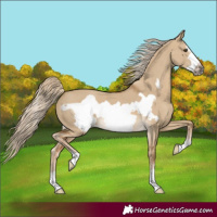 Horse Color:Chocolate Palomino Dun Frame 