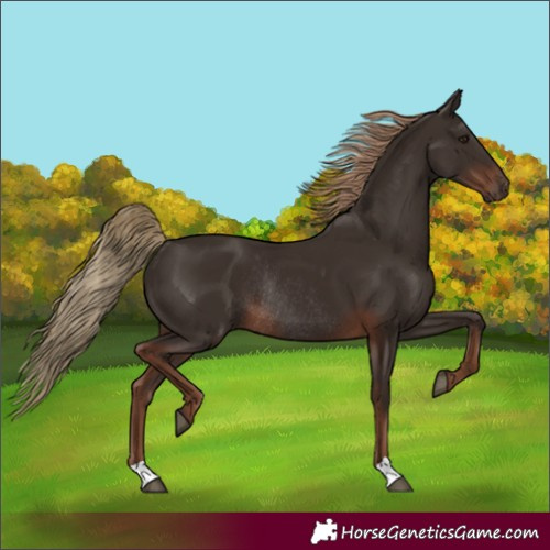 Horse Color:Liver Chestnut Rabicano 