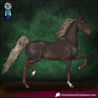 Horse Color:Liver Chestnut 