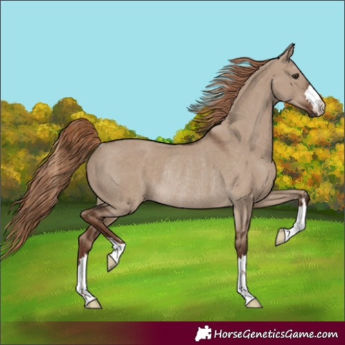 Horse Color:Liver Red Dun Rabicano 