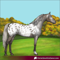 Horse Color:Gray Silver Grullo Near Leopard 