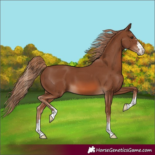 Horse Color:Chestnut 