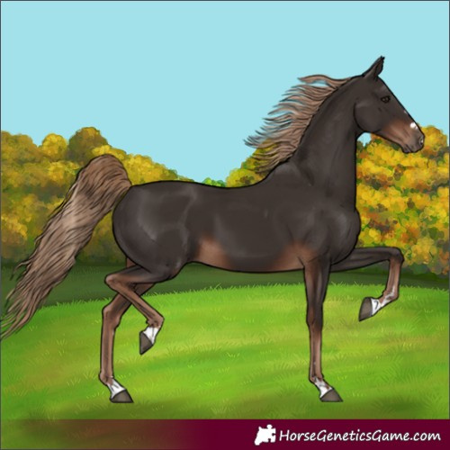 Horse Color:Liver Chestnut 