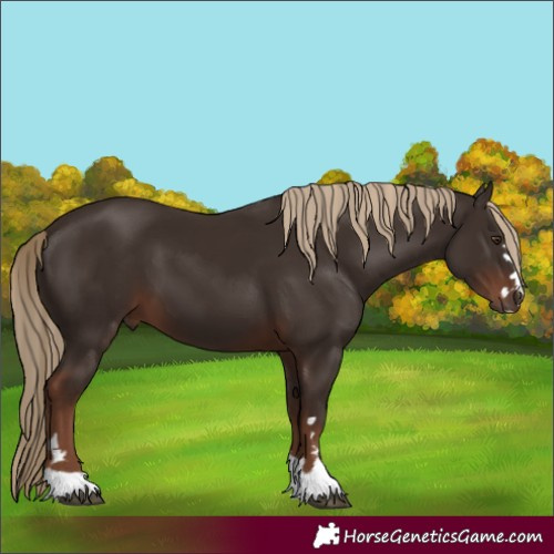 Horse Color:Liver Chestnut 