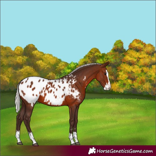 Horse Color:Silver Brown Splash Appaloosa 