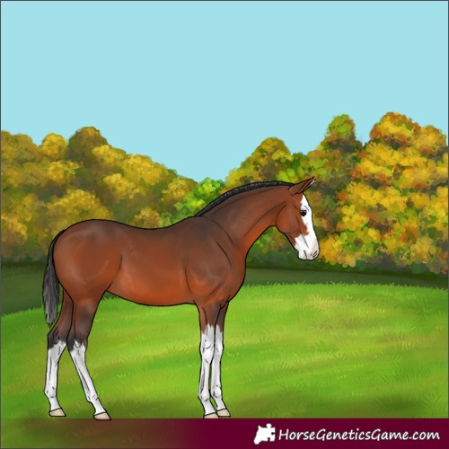 Horse Color:Bay Splash