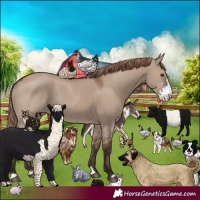 Horse Color:Liver Red Dun Sabino Rabicano 