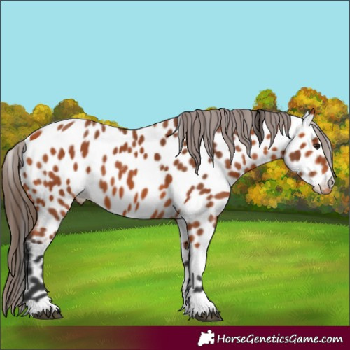 Horse Color:Bay Appaloosa 