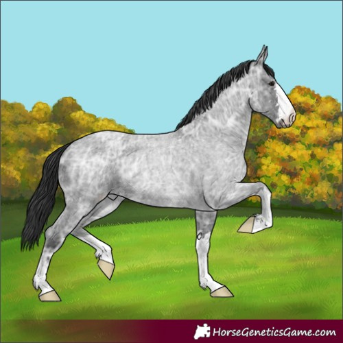 Horse Color:Blue Ice Roan 