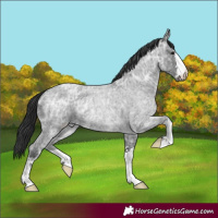 Horse Color:Blue Ice Roan 