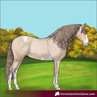 Horse Color:Amber Champagne Appaloosa Rabicano