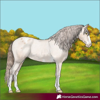 Horse Color:Amber Champagne Appaloosa Rabicano 