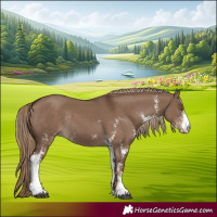Horse Color:Liver Red Dun Sabino Rabicano
