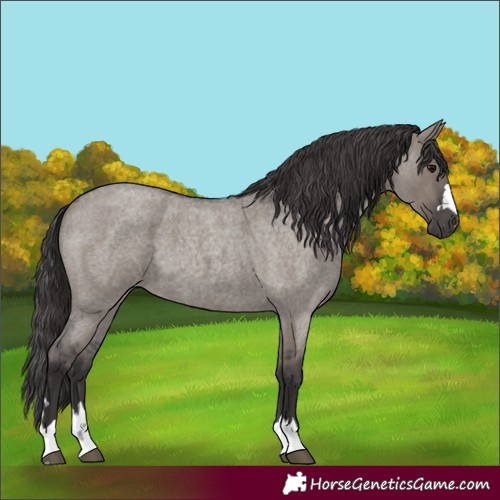Horse Color:Smoky Grullo Roan 
