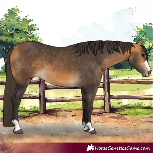Horse Color:Buckskin 