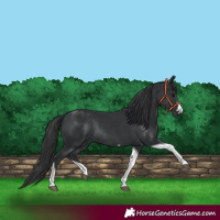 Horse Color:Black Tobiano Rabicano