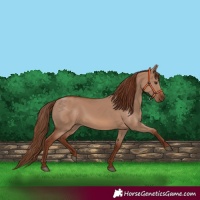 Horse Color:Red Dun Rabicano