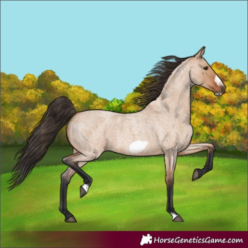 Horse Color:Bay Roan Dun Frame 
