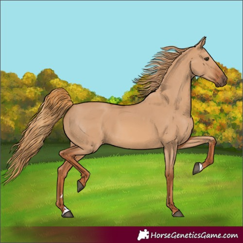 Horse Color:Red Dun 