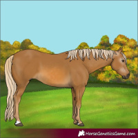 Horse Color:Gray Palomino