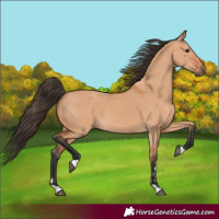 Horse Color:Bay Dun
