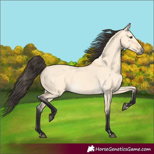 Horse Color:Buckskin Dun 