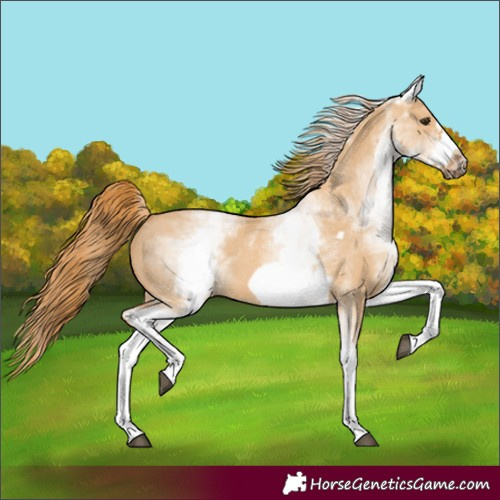 Horse Color:White Spotted Red Dun Frame 