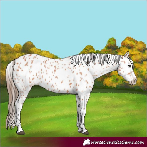 Horse Color:Bay Appaloosa 