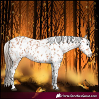 Horse Color:Bay Leopard 