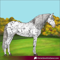 Horse Color:Smoky Black Appaloosa 