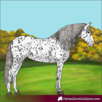 Horse Color:Smoky Black Appaloosa 