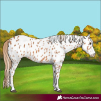 Horse Color:Chestnut Appaloosa 