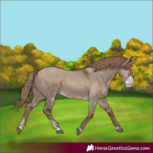 Horse Color:Liver Red Dun Sabino Rabicano 