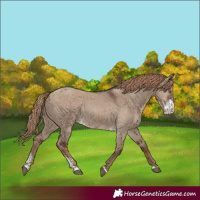 Horse Color:Liver Red Dun Sabino Rabicano 