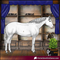 Horse Color:Silver Buckskin Appaloosa 