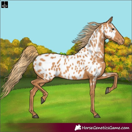 Horse Color:Chestnut Appaloosa