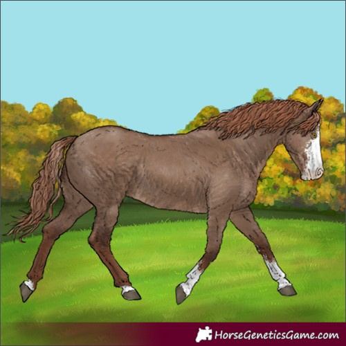 Horse Color:Liver Red Dun Sabino Rabicano