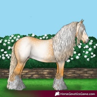 Horse Color:Gray Palomino 