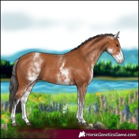 Horse Color:White Spotted Bay 