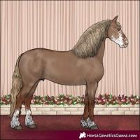 Horse Color:Liver Red Dun Sabino Rabicano 
