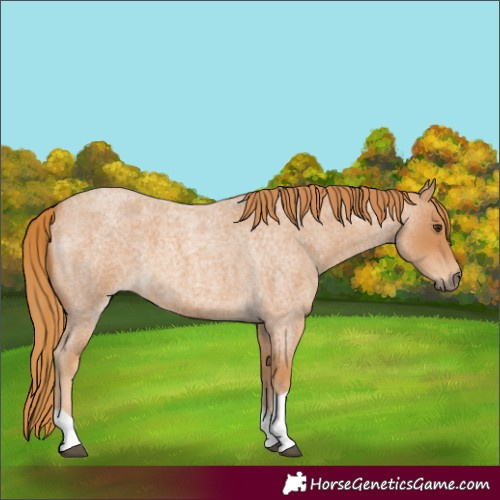 Horse Color:Red Roan Tobiano Rabicano 