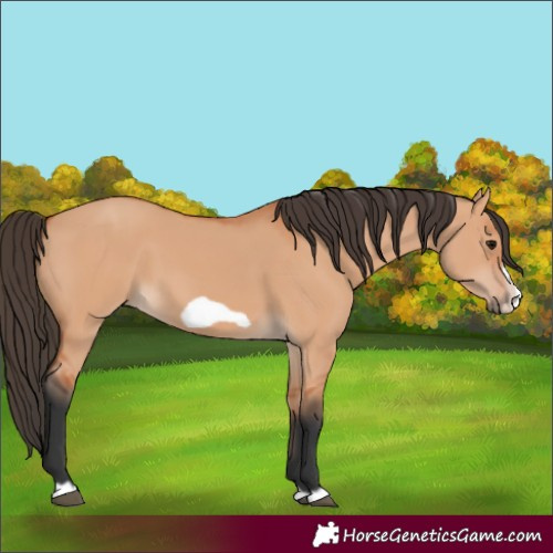 Horse Color:Bay Dun Frame 