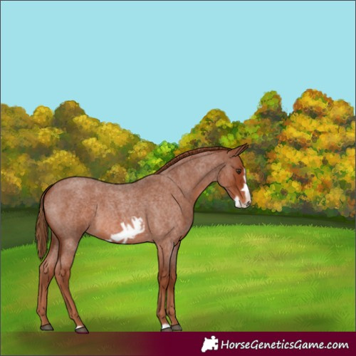 Horse Color:Red Roan Frame 