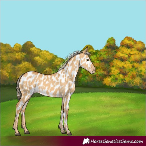 Horse Color:Palomino Dun Appaloosa Rabicano 