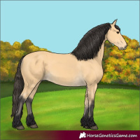 Horse Color:Buckskin 