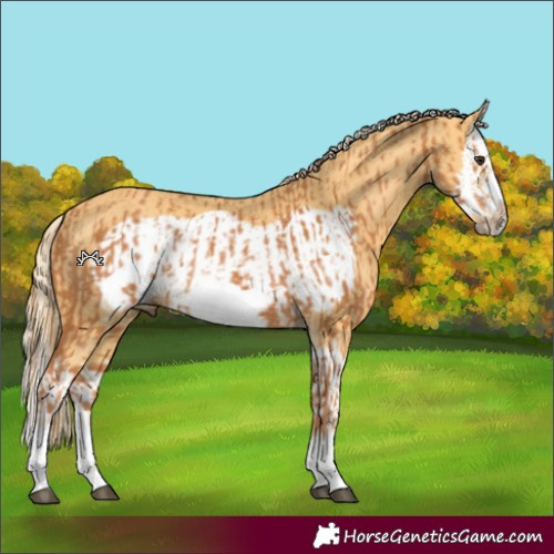 Horse Color:Chestnut Splash Frame  and Palomino Splash Frame 