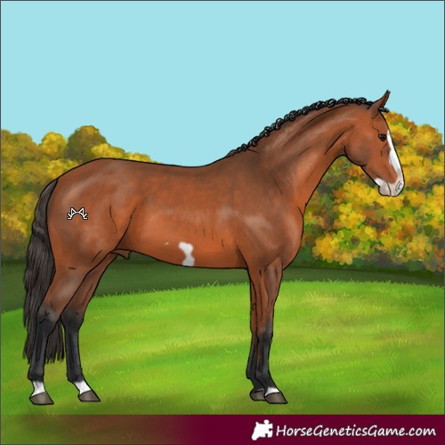 Horse Color:Bay Frame 