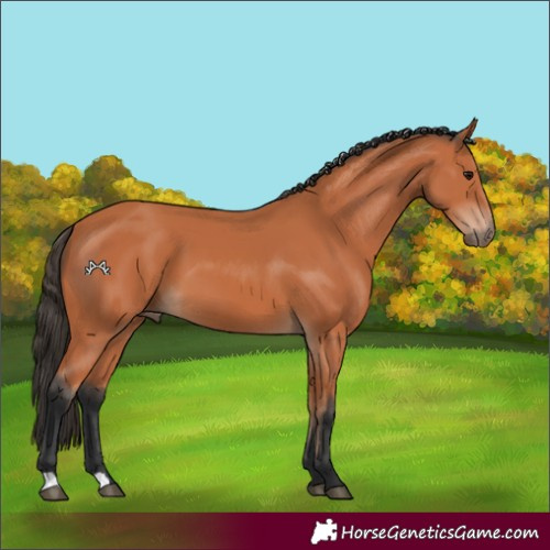 Horse Color:Bay 
