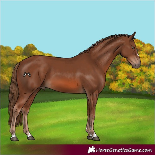 Horse Color:Chestnut 