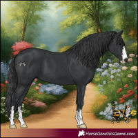 Horse Color:Black 